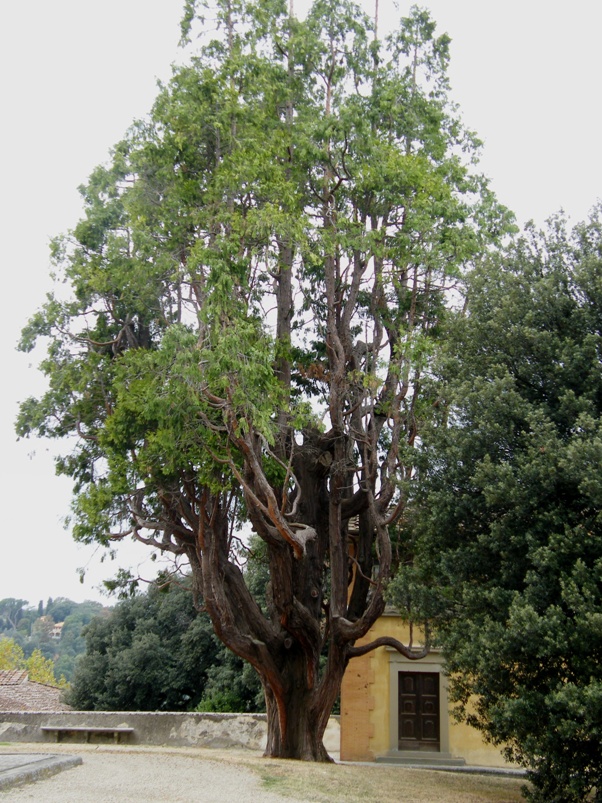 Calocedrus decurrens